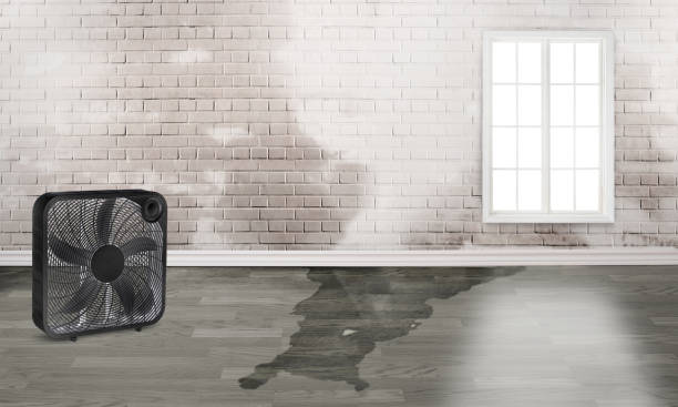 Best Water damage restoration mold remediation  in Lemoore Station, CA
